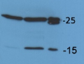 Lhcb5 | CP26 (Lhcb5) homolog, Chlamydomonas